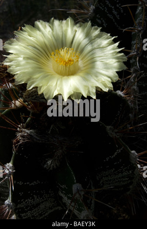 Astrophytum ornatum Stockfoto