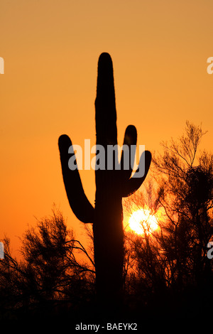 Saguaro-Kaktus bei Sonnenuntergang - Lost Dutchman State Park - Apache Junction, Arizona Stockfoto