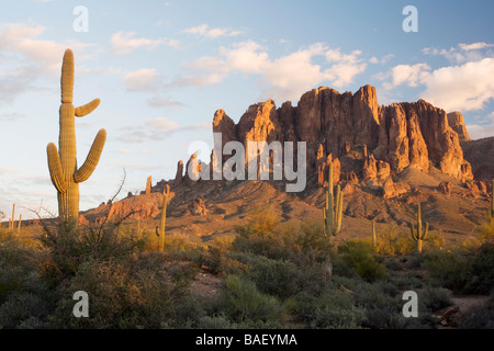 Kakteen und Superstition Mountains - Lost Dutchman State Park - Apache Junction, Arizona USA Stockfoto