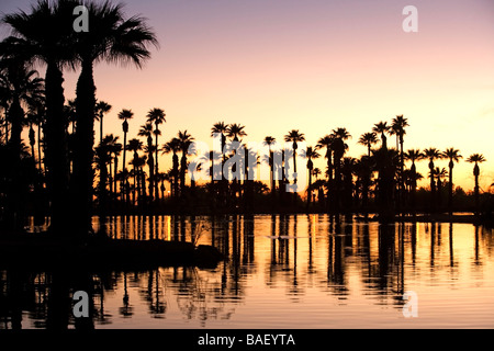 Palmen im Sonnenuntergang - Papago Park - Phoenix, Arizona Stockfoto