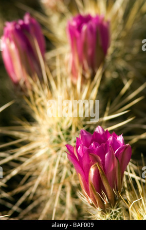 Blühender Kaktus - Desert Botanical Gardens - Phoenix, Arizona Stockfoto