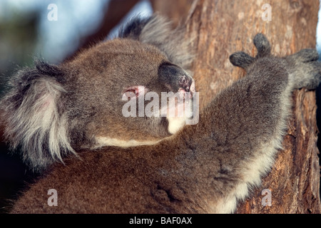 Australische Koala in einem Nationalpark South Australia Stockfoto