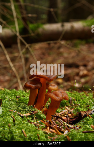 Eine kleine Gruppe von Lactarius Mitissimus Pilze wachsen durch Moos im Wald Limousin-Frankreich Stockfoto