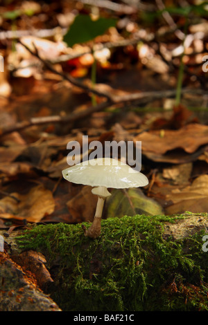 Eine kleine Porzellan Pilz Oudemansiella Mucida wächst auf einem gefallenen Ast im Wald Limousin-Frankreich Stockfoto