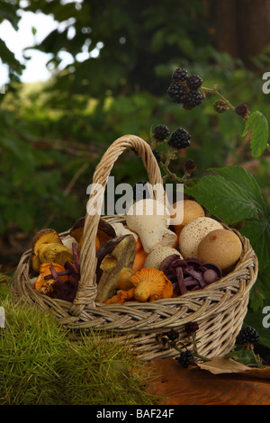 Einen kleinen Korb mit verschiedene wilde essbare Pilze im Wald Stockfoto