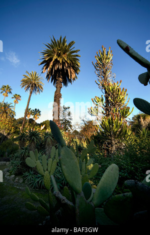 Lissabon PORTUGAL Palmen und viele Sorten von Kakteen im Jardim Botanico botanischen Garten Stockfoto