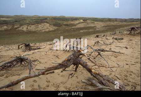 Erodierte Sanddünen zeigt Baumstümpfe am Ainsdale Sand Dunes National Nature Reserve Lancashire Stockfoto