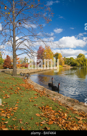 Herbstfarben im Commonwealth Park, Canberra, Australian Capital Territory, Australien Stockfoto