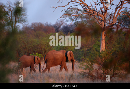 einen afrikanischen Elefanten mit jungen im Busch in der Abenddämmerung, Krüger Nationalpark, Südafrika Stockfoto