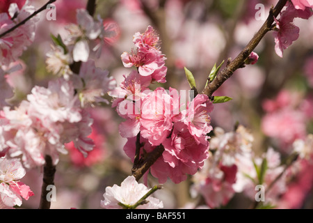 Blühender Pfirsichbaum Zweig, Sydney, Australien Stockfoto