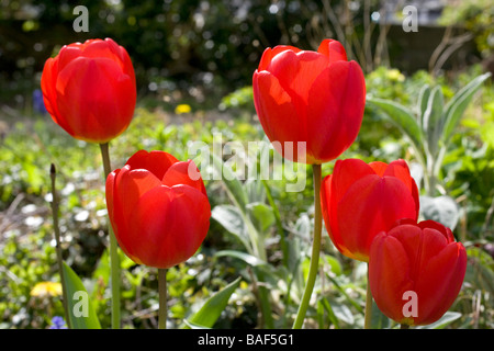 Tulpe, Tulpen, Blume, Blumen, rot, Flora, Botanik, botanische Stockfoto