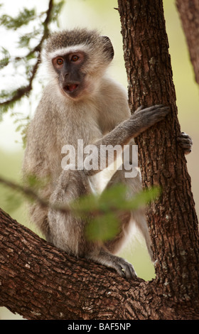 Vervet Affe auf einem Baum, Krüger Nationalpark, Südafrika Stockfoto