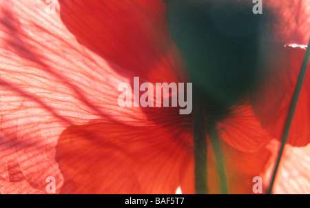 Detail der wilden Mohn in Blüte Stockfoto