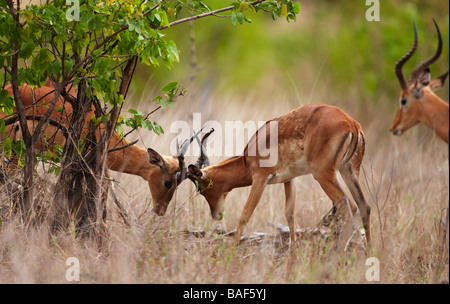 junge Impala Rams sparsam, Krüger Nationalpark, Südafrika Stockfoto