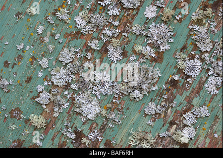 Flechten auf alten lackierten Oberfläche Stockfoto