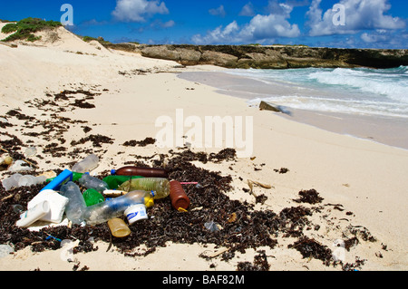 Treibgut am Strand von Bonaire Stockfoto