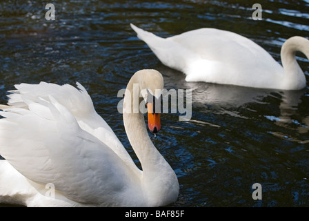 Weiße Höckerschwan Cygnus Olor in Reflexion Teich von Bok Tower Gardens nationalen historischen Wahrzeichen Lake Wales Florida Stockfoto