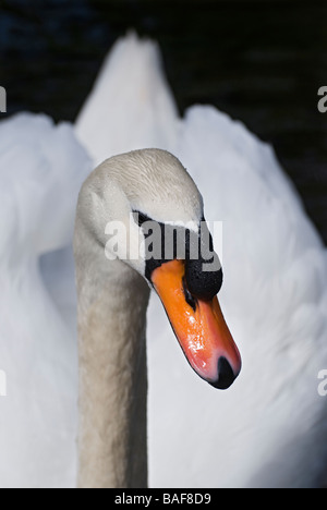 Weiße Höckerschwan Cygnus Olor in Reflexion Teich von Bok Tower Gardens nationalen historischen Wahrzeichen Lake Wales Florida Stockfoto