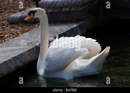 Weiße Höckerschwan Cygnus Olor in Reflexion Teich von Bok Tower Gardens nationalen historischen Wahrzeichen Lake Wales Florida Stockfoto