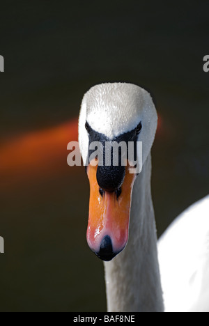 Weiße Höckerschwan Cygnus Olor in Reflexion Teich von Bok Tower Gardens nationalen historischen Wahrzeichen Lake Wales Florida Stockfoto