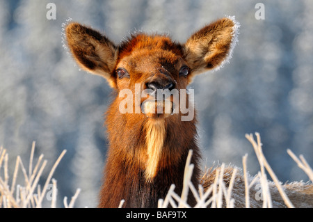 Elch Kuh 09208 Stockfoto