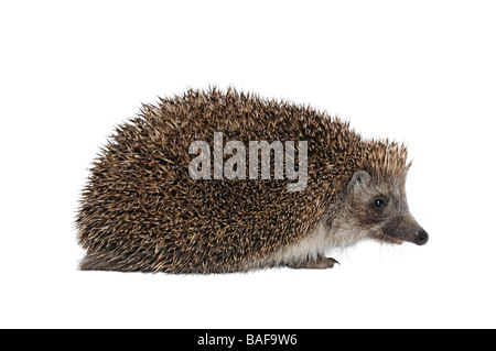 Igel Erinaceus Europaeus Stockfoto