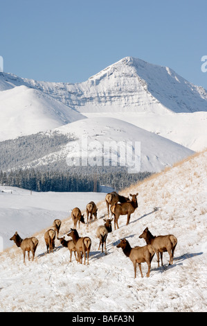 Elch Herde 09204 Stockfoto