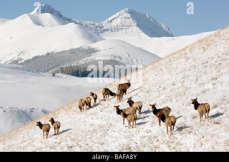 Elch Herde 09205 Stockfoto