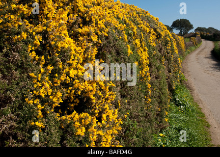 Hecke aus Ginster Blütenpflanzen Stockfoto