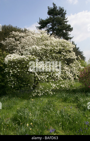 Blühender Hartriegel, Cornus florida 'Ormonde' Cultivar, Cornaceen. Ostnordamerikaner und Nordmexiko Stockfoto