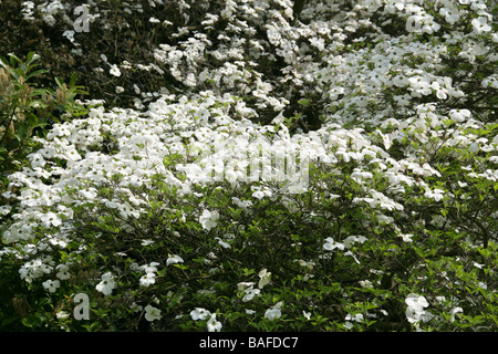 Blühender Hartriegel, Cornus florida 'Ormonde' Cultivar, Cornaceen. Ostnordamerikaner und Nordmexiko Stockfoto