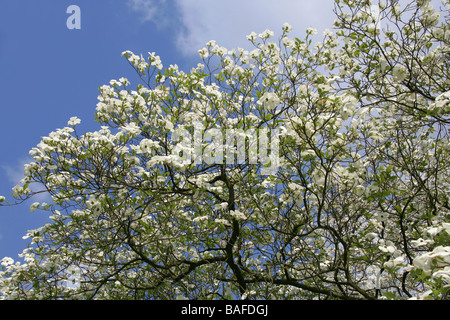 Blühender Hartriegel, Cornus florida 'Ormonde' Cultivar, Cornaceen. Ostnordamerikaner und Nordmexiko Stockfoto