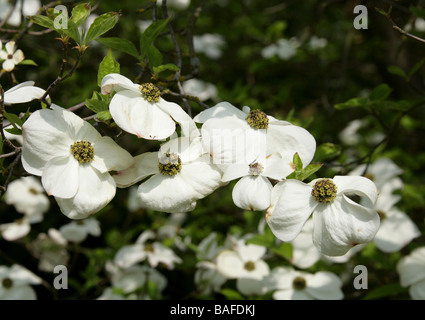 Blühender Hartriegel, Cornus florida 'Ormonde' Cultivar, Cornaceen. Ostnordamerikaner und Nordmexiko Stockfoto