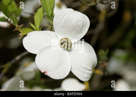 Blühender Hartriegel, Cornus florida 'Ormonde' Cultivar, Cornaceen. Ostnordamerikaner und Nordmexiko Stockfoto