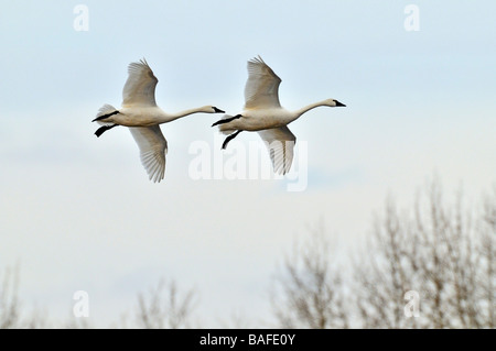 Tundra Schwäne im Flug 09224 Stockfoto