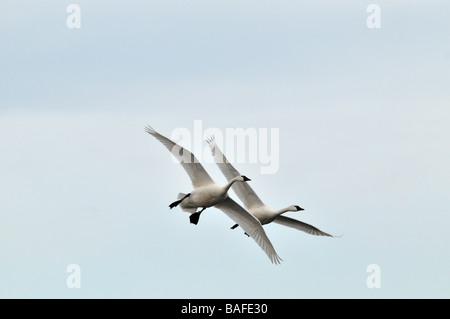 Tundra Schwäne im Flug 09226 Stockfoto