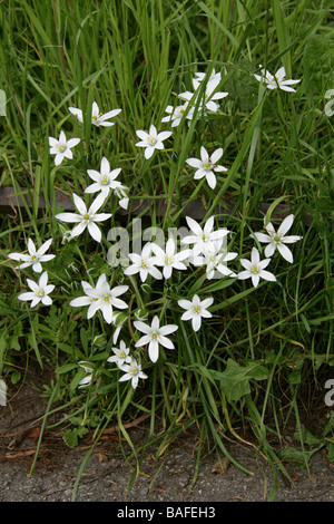 Gemeinsamen Star of Bethlehem, Ornithogalum Umbellatum Hyacinthaceae, UK britische wilde Blume Stockfoto