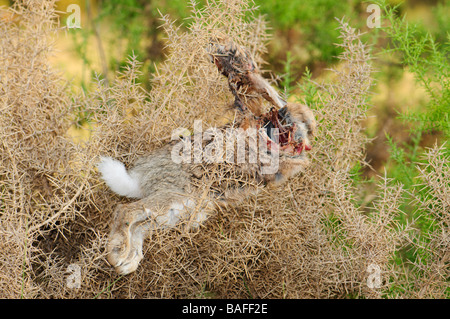 Tote Kaninchen Leiche verwendet für die Ausbildung Hunde später hing an einem dornigen Busch Spanien Stockfoto