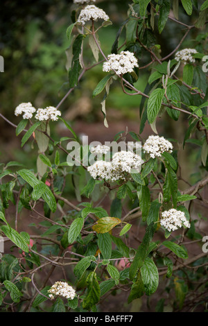 Runzelblatt-Schneeball, Viburnum Rhytidophyllum, Adoxaceae Stockfoto