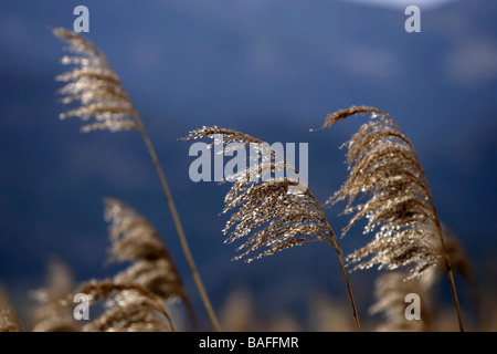 Reed Grass Stockfoto