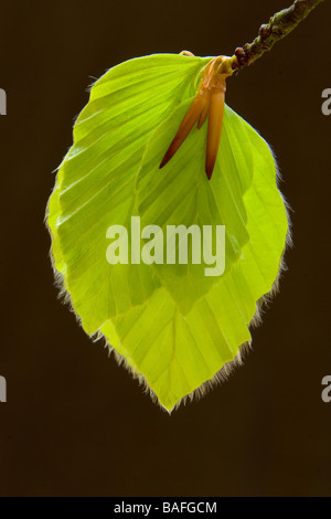 Europäische oder Rotbuche Baum (Fagus Sylvatica) Blättern in einem englischen Waldgebiet Stockfoto
