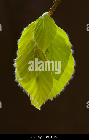 Europäische oder Rotbuche Baum (Fagus Sylvatica) Blättern in einem englischen Waldgebiet Stockfoto