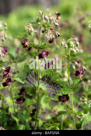 Dusky Cranesbill, Mourning Widow oder Black Widow, Geranium phaeum 'Samobor', Geraniaceae. Mittelwestliches Europa Stockfoto