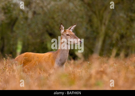 Ein Rothirsch (Cervus Elaphus) Hind in der englischen Landschaft Stockfoto