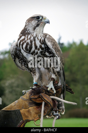 Saker Habicht Falco Cherrug in der behandschuhten Hand Falkner bedrohter Arten Stockfoto