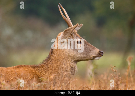 junges Rothirsch (Cervus Elaphus) Hirsch Stockfoto
