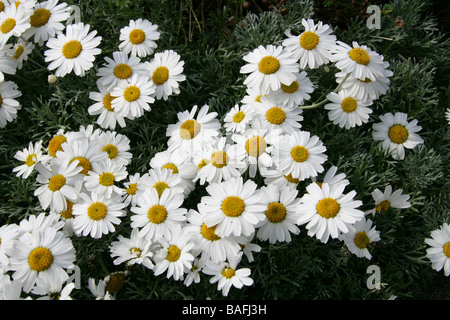 Marokkanische Daisy, Rhodanthemum Hosmariense, Asteraceae Stockfoto