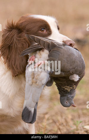 Leber und weißen englischen Springer Spaniel mit Ringeltaube Stockfoto