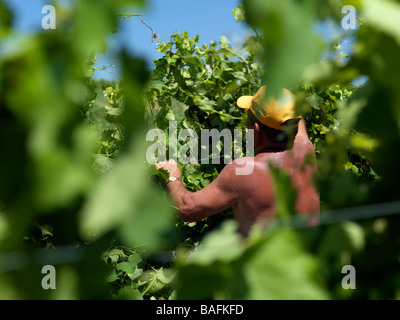 Bauern arbeiten und neigen dazu, die Weinberge der Scacciadiavoli Weinberge in Montefalco Italien Stockfoto