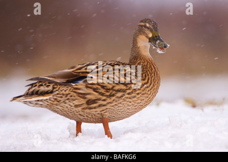 Stockente im Schnee North Lincolnshire Vereinigtes Königreich Stockfoto